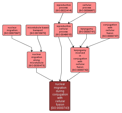 GO:0000743 - nuclear migration during conjugation with cellular fusion (interactive image map)