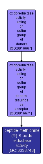 GO:0033743 - peptide-methionine (R)-S-oxide reductase activity (interactive image map)