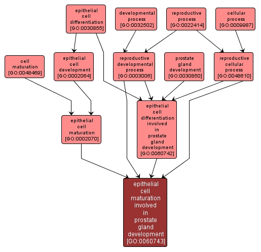 GO:0060743 - epithelial cell maturation involved in prostate gland development (interactive image map)