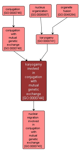 GO:0000744 - karyogamy involved in conjugation with mutual genetic exchange (interactive image map)