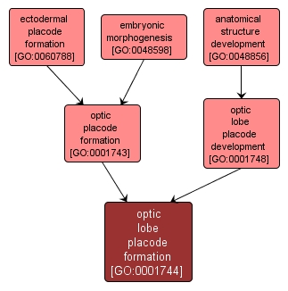 GO:0001744 - optic lobe placode formation (interactive image map)