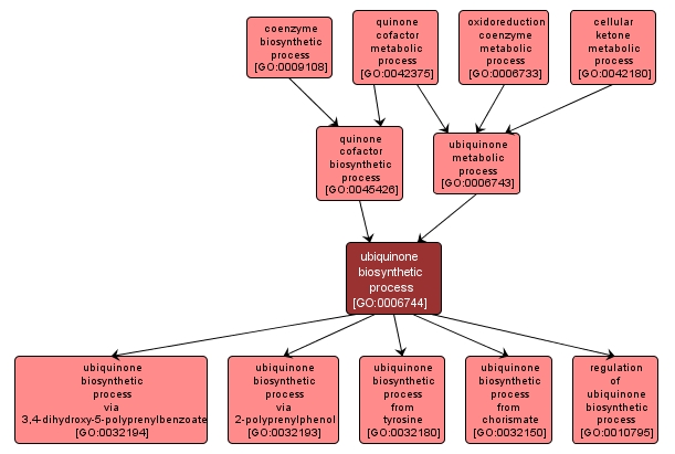 GO:0006744 - ubiquinone biosynthetic process (interactive image map)