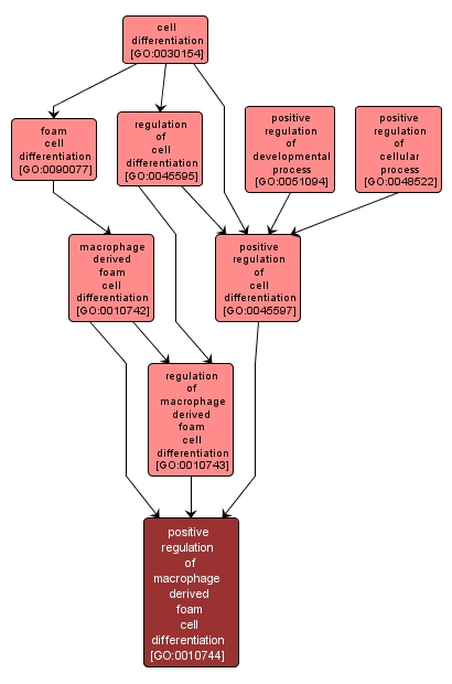 GO:0010744 - positive regulation of macrophage derived foam cell differentiation (interactive image map)