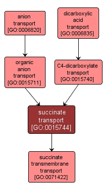 GO:0015744 - succinate transport (interactive image map)