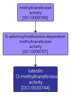GO:0030744 - luteolin O-methyltransferase activity (interactive image map)