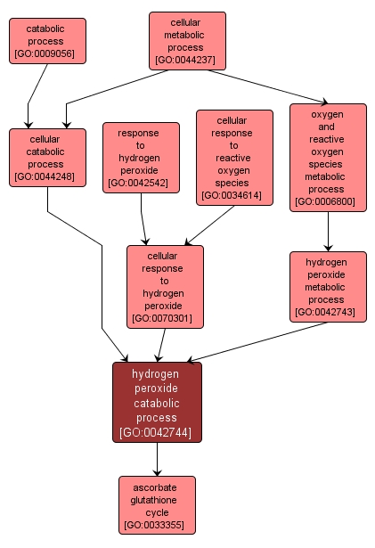 GO:0042744 - hydrogen peroxide catabolic process (interactive image map)