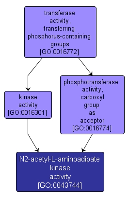 GO:0043744 - N2-acetyl-L-aminoadipate kinase activity (interactive image map)