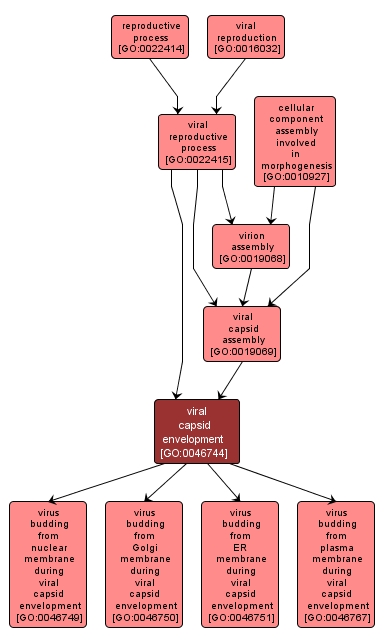 GO:0046744 - viral capsid envelopment (interactive image map)