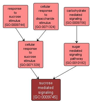 GO:0009745 - sucrose mediated signaling (interactive image map)