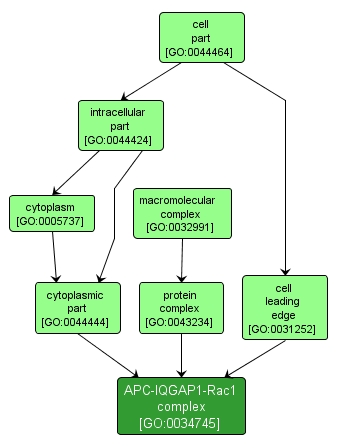 GO:0034745 - APC-IQGAP1-Rac1 complex (interactive image map)