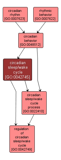 GO:0042745 - circadian sleep/wake cycle (interactive image map)