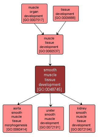 GO:0048745 - smooth muscle tissue development (interactive image map)