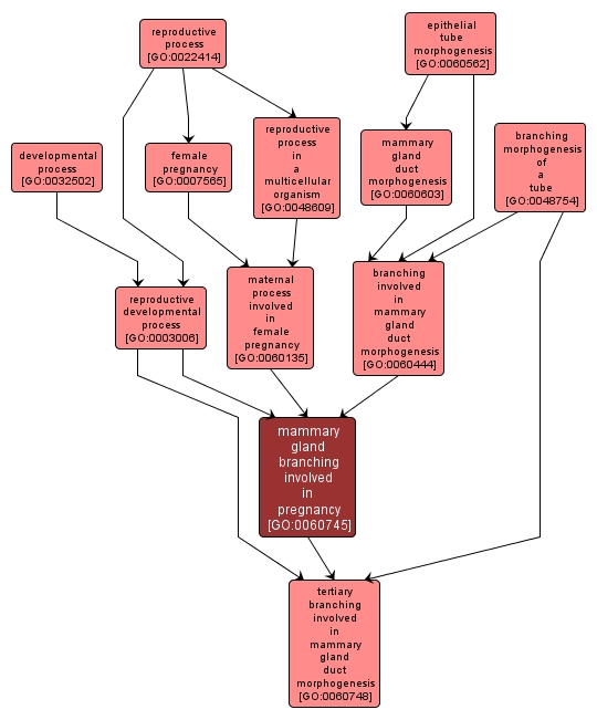 GO:0060745 - mammary gland branching involved in pregnancy (interactive image map)