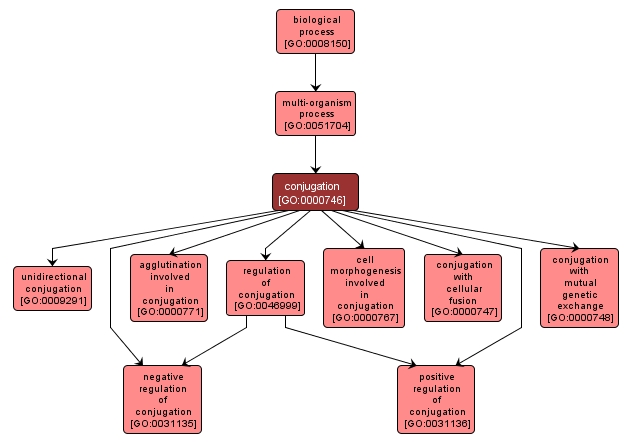 GO:0000746 - conjugation (interactive image map)