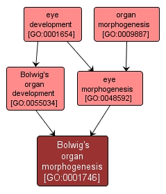 GO:0001746 - Bolwig's organ morphogenesis (interactive image map)