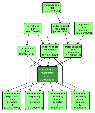 GO:0005746 - mitochondrial respiratory chain (interactive image map)