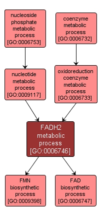 GO:0006746 - FADH2 metabolic process (interactive image map)