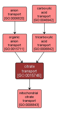 GO:0015746 - citrate transport (interactive image map)