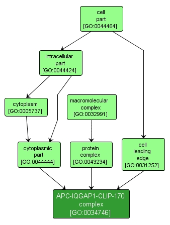GO:0034746 - APC-IQGAP1-CLIP-170 complex (interactive image map)