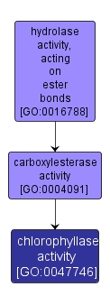 GO:0047746 - chlorophyllase activity (interactive image map)