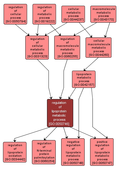 GO:0050746 - regulation of lipoprotein metabolic process (interactive image map)