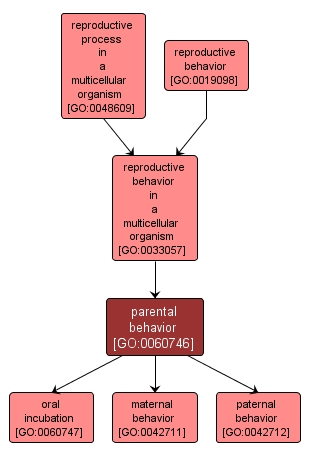 GO:0060746 - parental behavior (interactive image map)