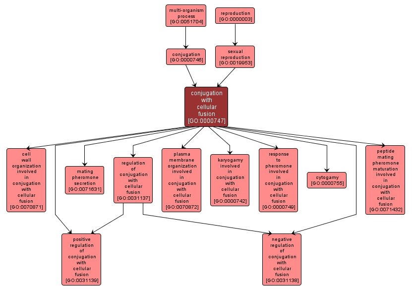 GO:0000747 - conjugation with cellular fusion (interactive image map)