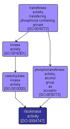 GO:0004747 - ribokinase activity (interactive image map)