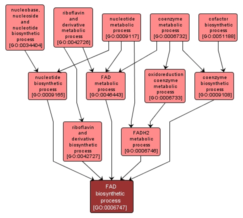 GO:0006747 - FAD biosynthetic process (interactive image map)