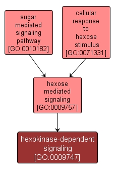GO:0009747 - hexokinase-dependent signaling (interactive image map)