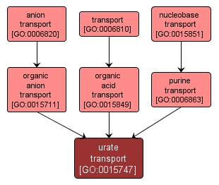 GO:0015747 - urate transport (interactive image map)