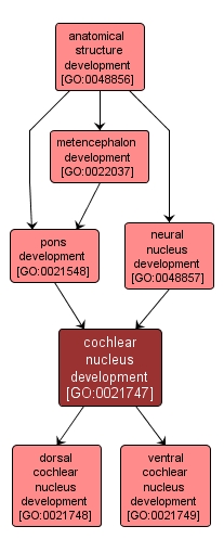 GO:0021747 - cochlear nucleus development (interactive image map)