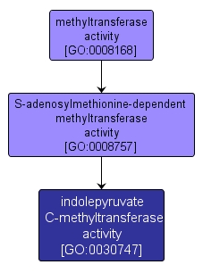 GO:0030747 - indolepyruvate C-methyltransferase activity (interactive image map)