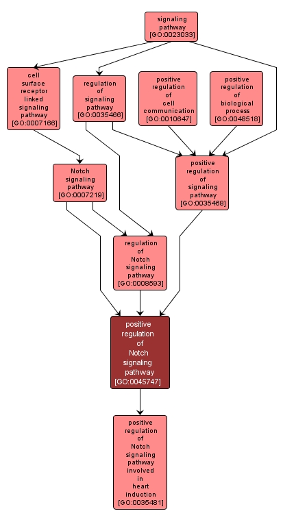 GO:0045747 - positive regulation of Notch signaling pathway (interactive image map)