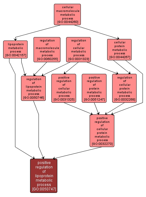 GO:0050747 - positive regulation of lipoprotein metabolic process (interactive image map)