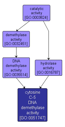 GO:0051747 - cytosine C-5 DNA demethylase activity (interactive image map)
