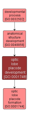 GO:0001748 - optic lobe placode development (interactive image map)