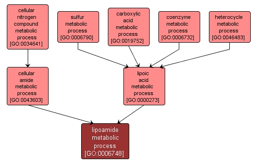 GO:0006748 - lipoamide metabolic process (interactive image map)