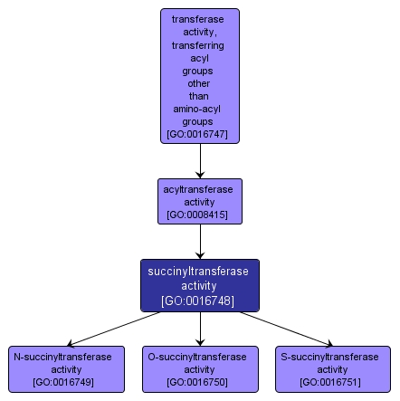 GO:0016748 - succinyltransferase activity (interactive image map)