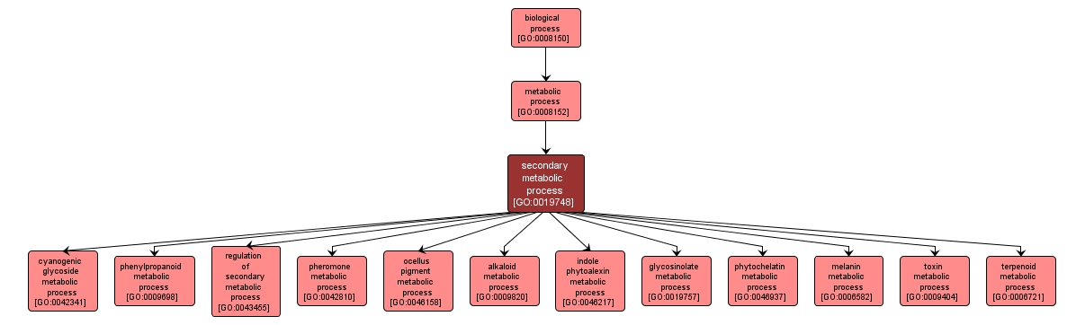 GO:0019748 - secondary metabolic process (interactive image map)