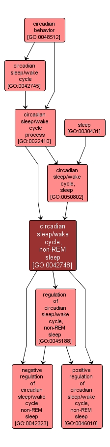 GO:0042748 - circadian sleep/wake cycle, non-REM sleep (interactive image map)