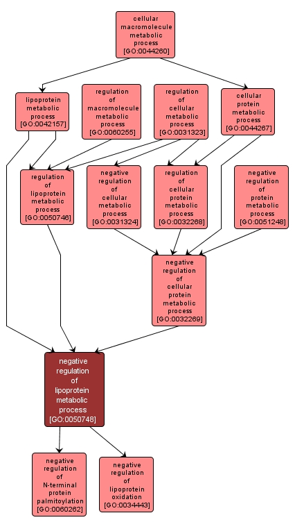 GO:0050748 - negative regulation of lipoprotein metabolic process (interactive image map)