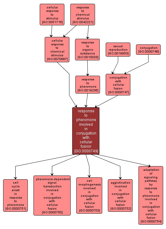 GO:0000749 - response to pheromone involved in conjugation with cellular fusion (interactive image map)