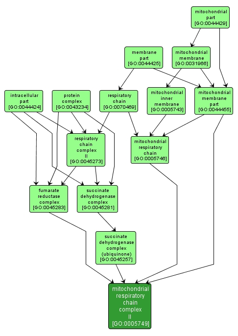 GO:0005749 - mitochondrial respiratory chain complex II (interactive image map)