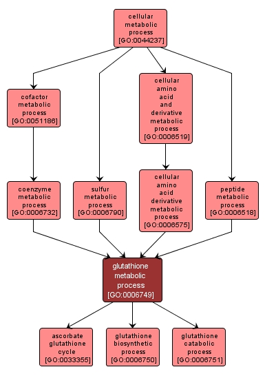 GO:0006749 - glutathione metabolic process (interactive image map)