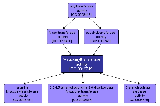 GO:0016749 - N-succinyltransferase activity (interactive image map)