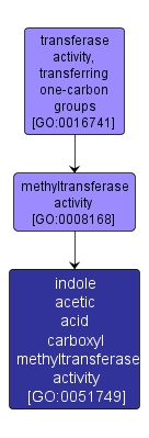 GO:0051749 - indole acetic acid carboxyl methyltransferase activity (interactive image map)