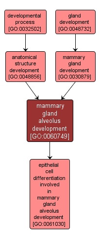 GO:0060749 - mammary gland alveolus development (interactive image map)