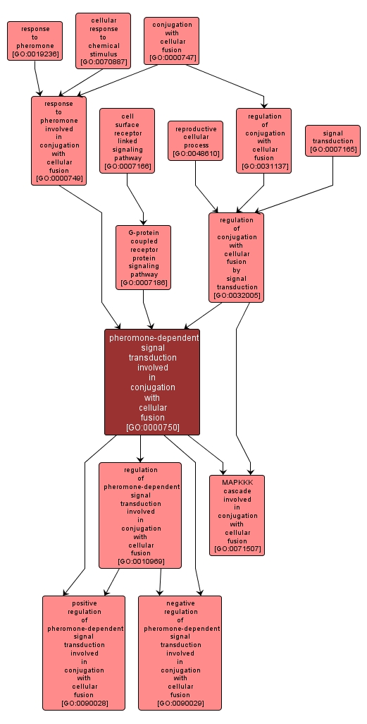 GO:0000750 - pheromone-dependent signal transduction involved in conjugation with cellular fusion (interactive image map)