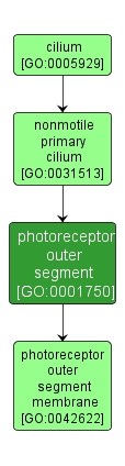 GO:0001750 - photoreceptor outer segment (interactive image map)